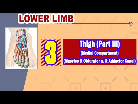 𝟎𝟑. 𝐓𝐡𝐢𝐠𝐡 (𝐈𝐈𝐈) (𝐌𝐞𝐝𝐢𝐚𝐥 𝐜𝐨𝐦𝐩𝐚𝐫𝐭𝐦𝐞𝐧𝐭) (𝐌𝐮𝐬𝐜𝐥𝐞𝐬 - 𝐎𝐛𝐭𝐮𝐫𝐚𝐭𝐨𝐫 𝐧𝐞𝐫𝐯𝐞 + 𝐕𝐞𝐬𝐬𝐞𝐥𝐬 - 𝐀𝐝𝐝𝐮𝐜𝐭𝐨𝐫 𝐜𝐚𝐧𝐚𝐥)