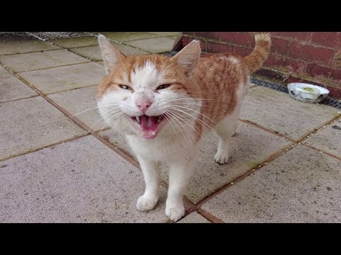 Angry Stray Cat Meows & Hisses At Me