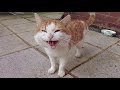 Angry Stray Cat Meows Hisses At Me