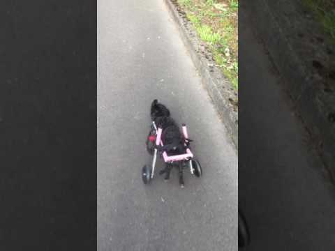 Halston, an adopted Poodle Mix in Beaverton, OR_image-1