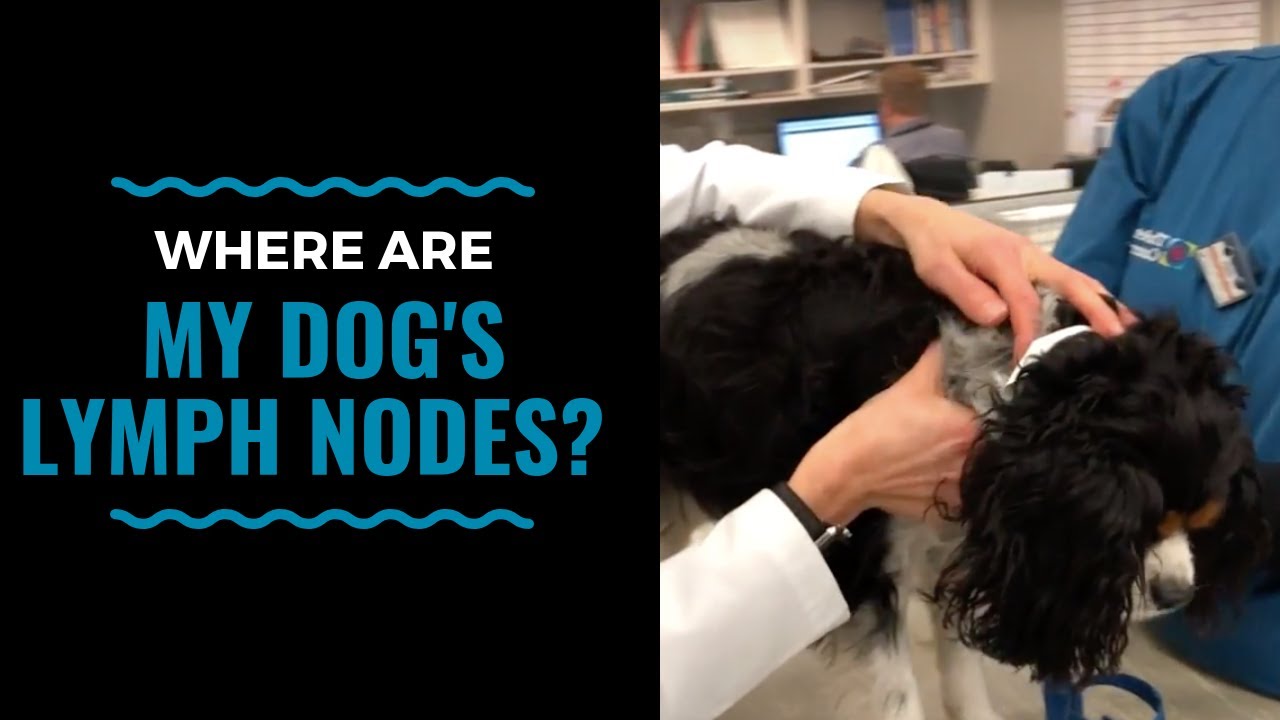 What do normal lymph nodes feel like in dogs? Tipseri