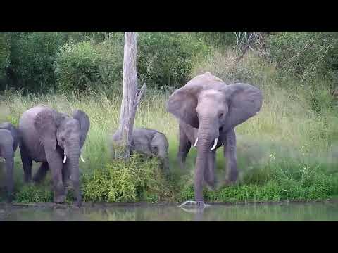 Djuma: Elephants and Hippo - 17:55 - 03/15/20