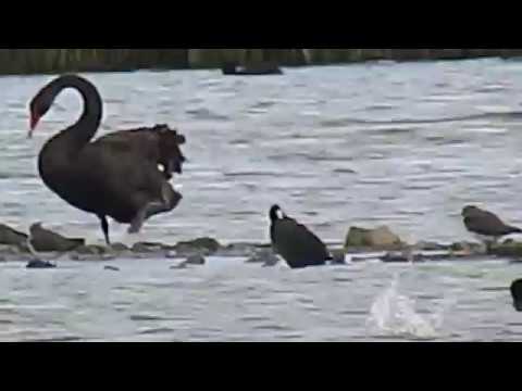 170917#02   Black Swan