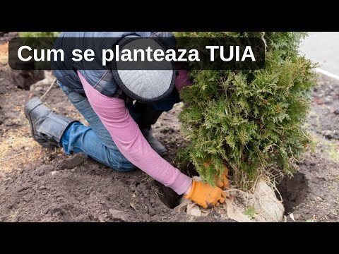 Cum sa plantezi Tuia : ghid pas cu pas pentru incepatori