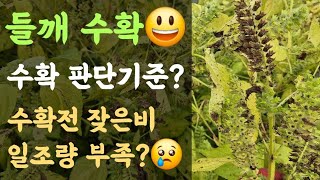 들깨 수확???? 수확 판단기준? 수확 전 잦은비와 일조량 부족? ????