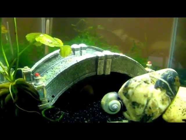 Betta fish and fluval chi aquarium review