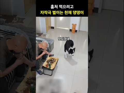 머리를 굴려 자작극 벌이는 천재 댕댕이