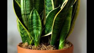 Snake Plant Care #sansevieriatrifasciata #snakeplant
