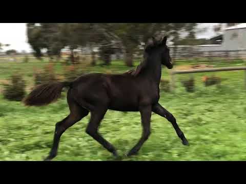 Morricone colt DoB 31/10/2018 For Sale