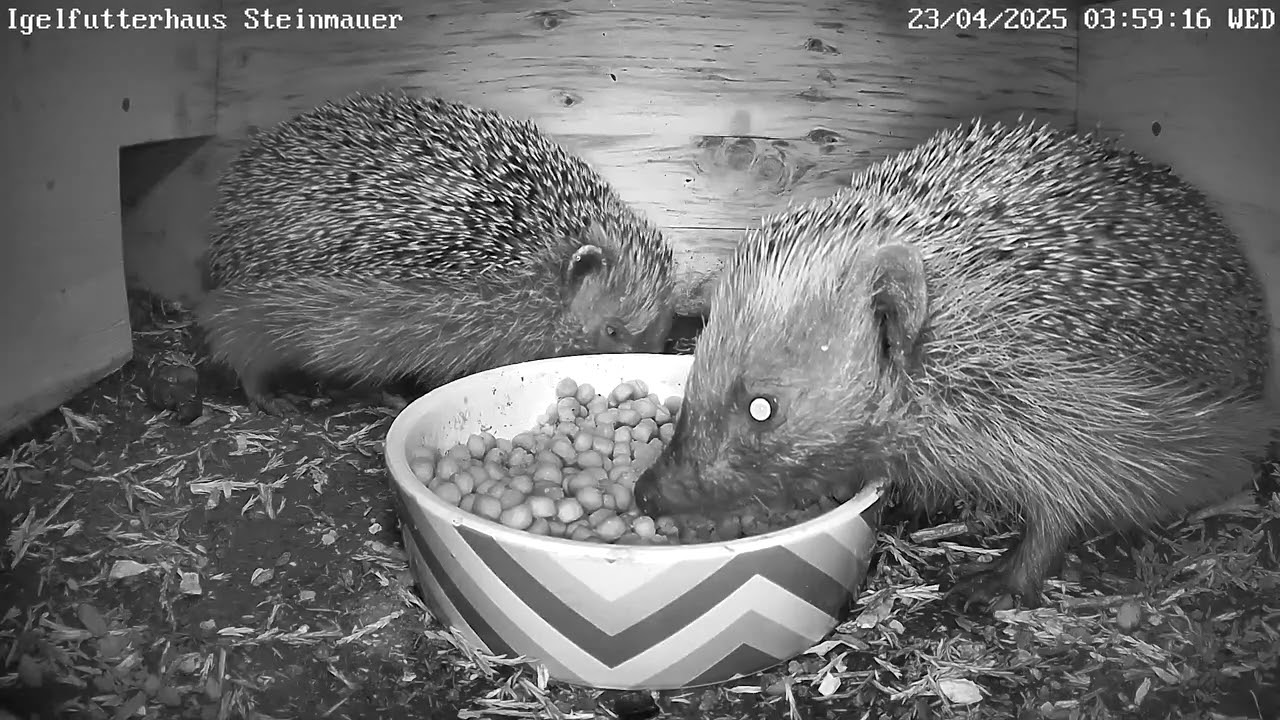 Da waren es plötzlich 2 Igel im Futterhaus | 23.04.2025