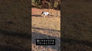 犬あるある　何もしてないのに強い気持ちで地面を蹴って強さをアピールしてる #ボストンテリア