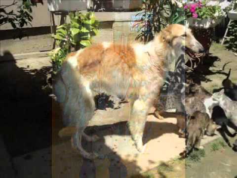 Oni koji su imali sreće - Društvo za zaštitu životinja "Fortuna" Bačka Palanka