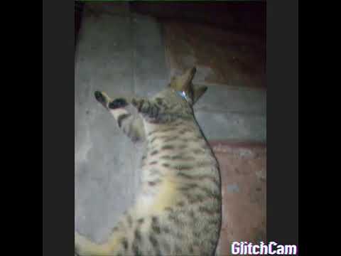 #24BarsNEXXFRIDAYChallenge #BobZev