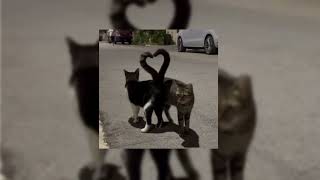 Cover art for NOT ALLOWED