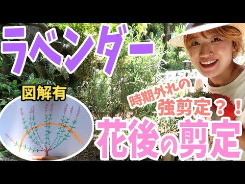 冬の終わりにラベンダーの剪定をすべきですか?簡単なメンテナンスのヒントに従ってください。  庭園