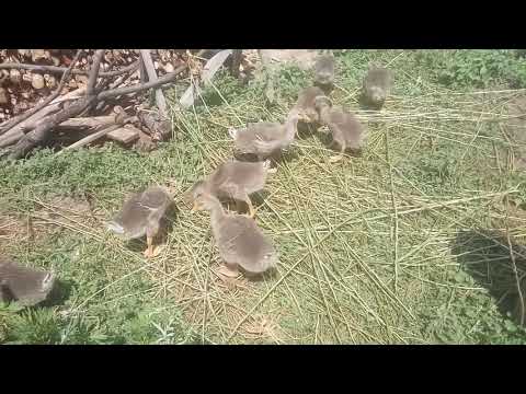 10,07,2019 Гусята подрастают