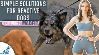 We Helped @MadFit Stop Dog Reactivity on Walks