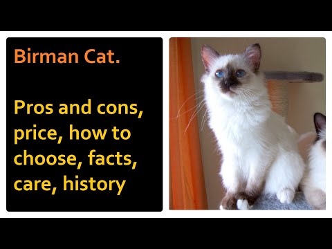 Birman Cat. Pros and Cons, Price, How to choose, Facts, Care, History