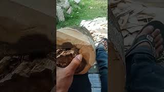 Download lagu Emas hitam yang terbalut kayu. #blackgold#agarwood#gaharu#emashitam#fyp mp3