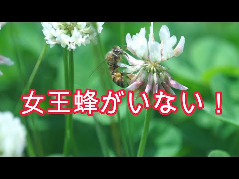経済学科 晴蜂雨読⑥／女王蜂がいない！(6月、その2)／山崎亮一／日仏英字幕付／No queen bee! (June, part2)／Ryoichi Yamazaki/English, French