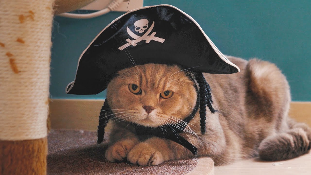 Кот пират картинки