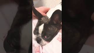 マッサージが夢見心地🐶 #shorts　　　　　　　　　　　　　　　　　　　　　　　　　　　　　　　　　　　　　　　　　　 "The massage feels dreamy"