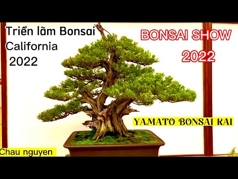 Bonsai show 2022, California Bonsai society, Bonsai Exhibition 2022, @bonsaichaunguyen