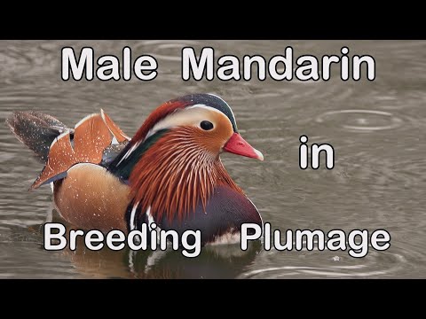 Male Mandarin in Breeding Plumage - 2023