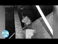 How To Gently Remove Rats With Ring Cameras