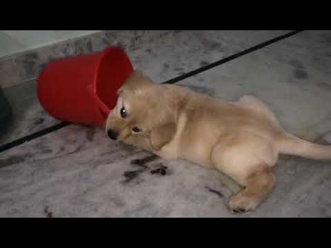 Friendly  lab puppy