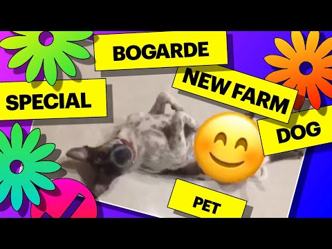 Bogarde Goes Home? Captions in 50 languages