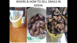 Selling snails in kenya. 0707376282