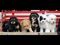 Cavapoo dogs for sale: Hannah  - Video 1