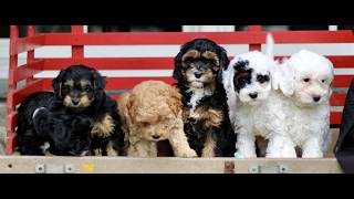 Video preview image #1 Cavapoo (Miniature) Puppy For Sale in KINZERS, PA, USA