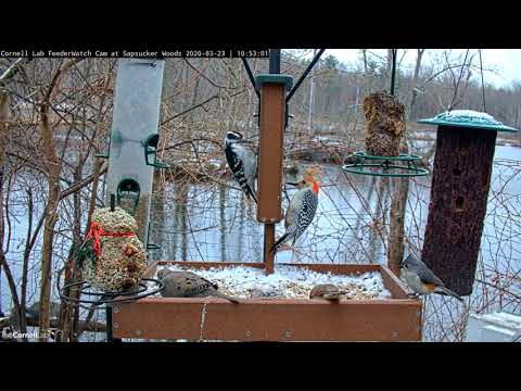 Forest Residents Flock To Cornell Feeders During Spring Snowfall – March 23, 2020
