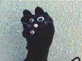 World Weary Cat 