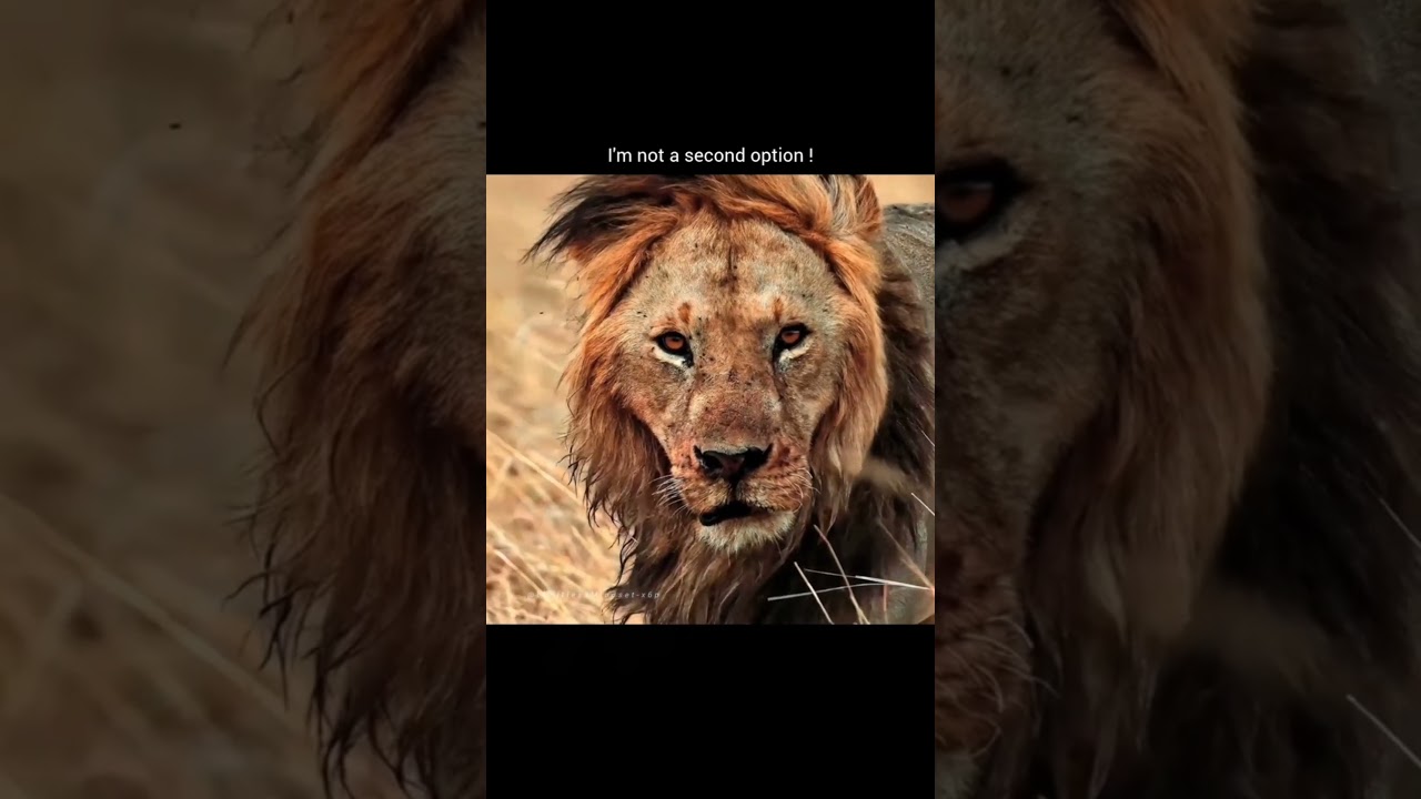 ONE AND ONLY OPTION || #famous #trending #changeyourmindsetchangeyourlife