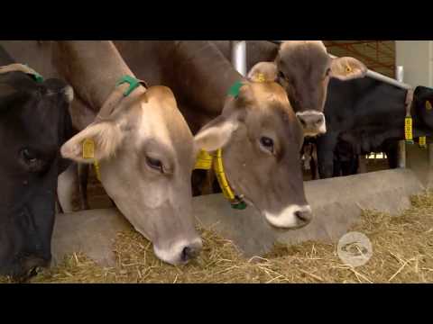 , title : 'Dieta ideal para vacas lecheras en trópico bajo'