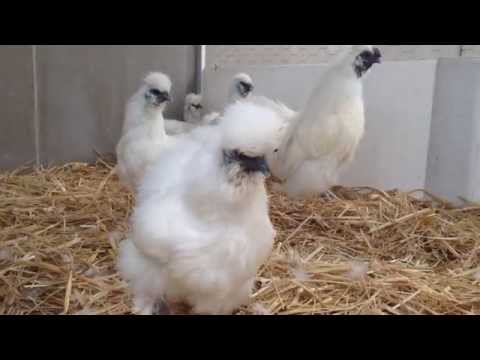 Silkies