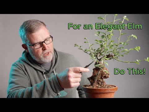 For an Elegant Elm Bonsai, You Must Do This!