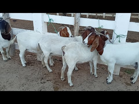 Feira de caprinos e Ovinos de Sumé PB 27/07/2026/ parte 1