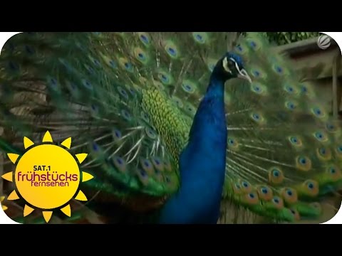 Pfau vor Gericht | SAT.1 Frühstücksfernsehen