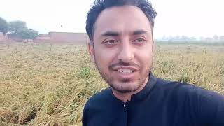 Jackfruit in Pakistan || take jackfruit seeds from Vietnam ||