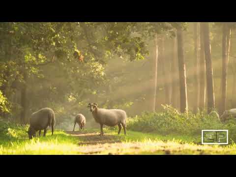 Jivit Goenkaranchem - Alfred Rose & Rita Rose - Violin Ernesto Pereira