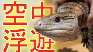 一生懸命ご飯を食べるアオジタトカゲが可愛い
