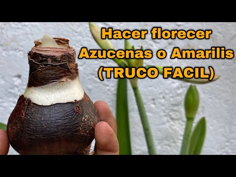 , title : 'TRUCO Para Hacer FLORECER AZUCENAS O AMARILIS En TODO El AÑO  (Hippeastrum amarillys)'