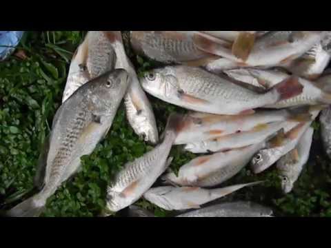 MY CATCH OF CROAKERS FROM JAMES RIVER JUNE 2014