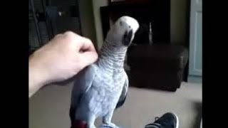 Download lagu Suara Burung Beo Seperti Manusia #shorts mp3