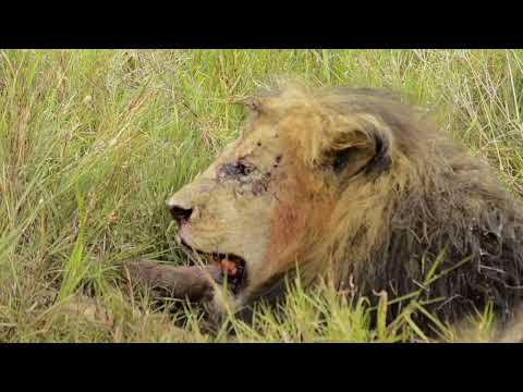 The Last Fight Bob Junior Gave before Death...