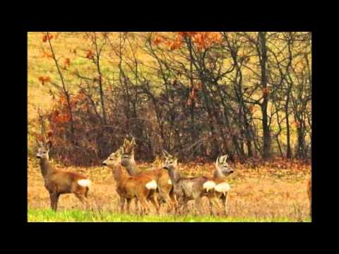 2. fotografia fotogalérie Poľovnícke združenie Šóš